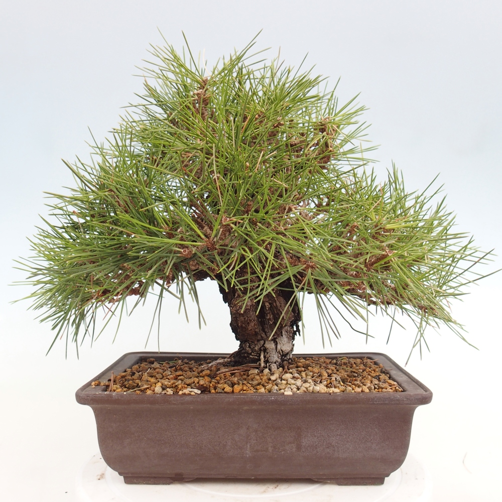 Vonkajšie bonsaje - Pinus thunbergii - borovica Thunbergova