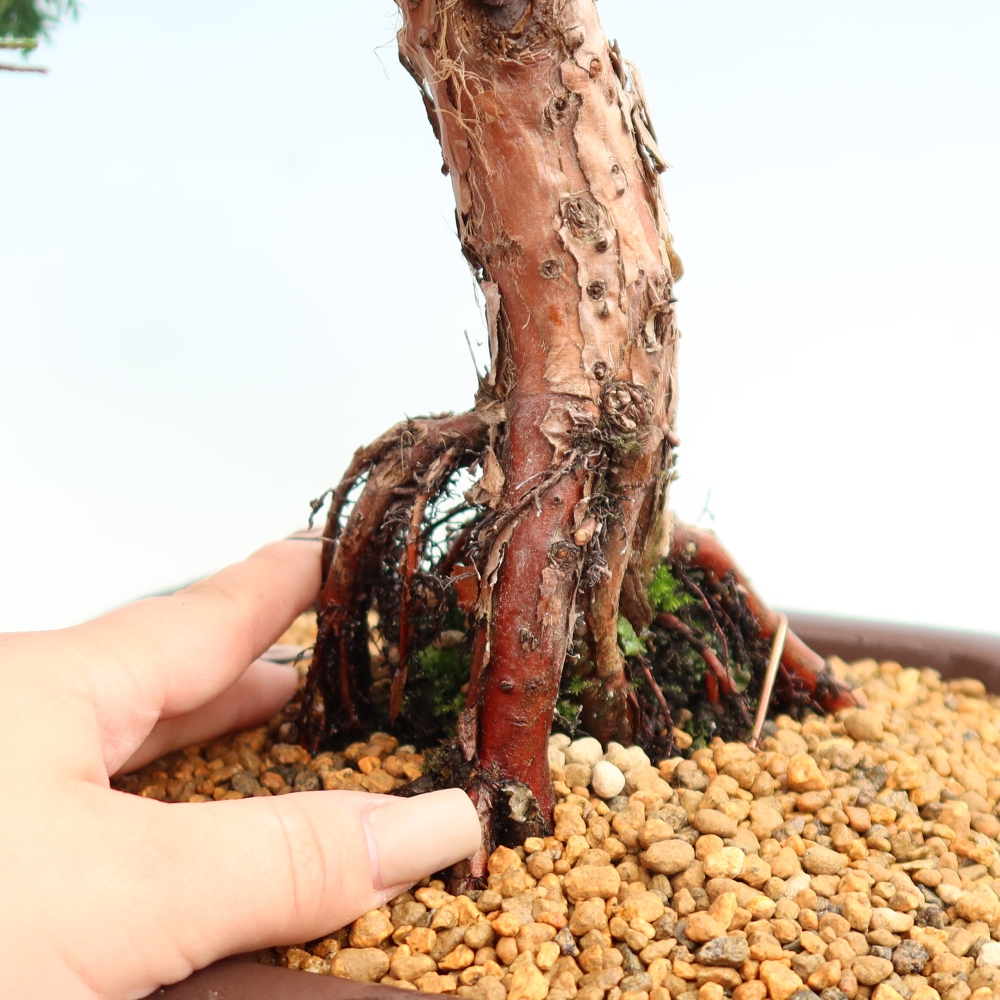 Vonkajší bonsaj - Juniperus chinensis Kishu