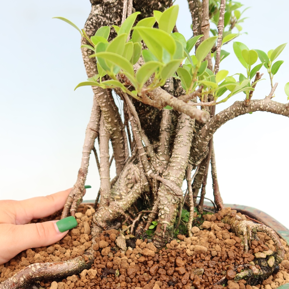 Izbové bonsaje - Ficus kimmen - drobnolistý fikus