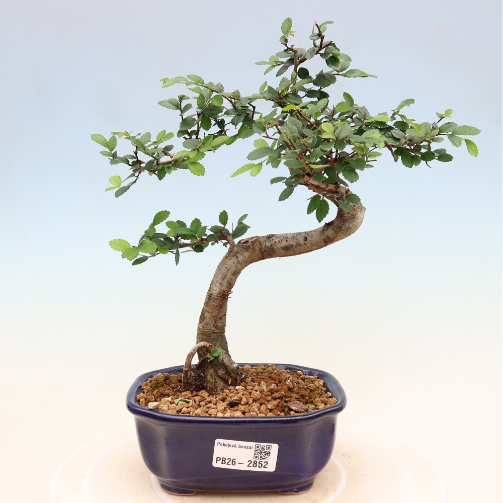 Izbový bonsaj - Ulmus parvifolia - brest malolistý
