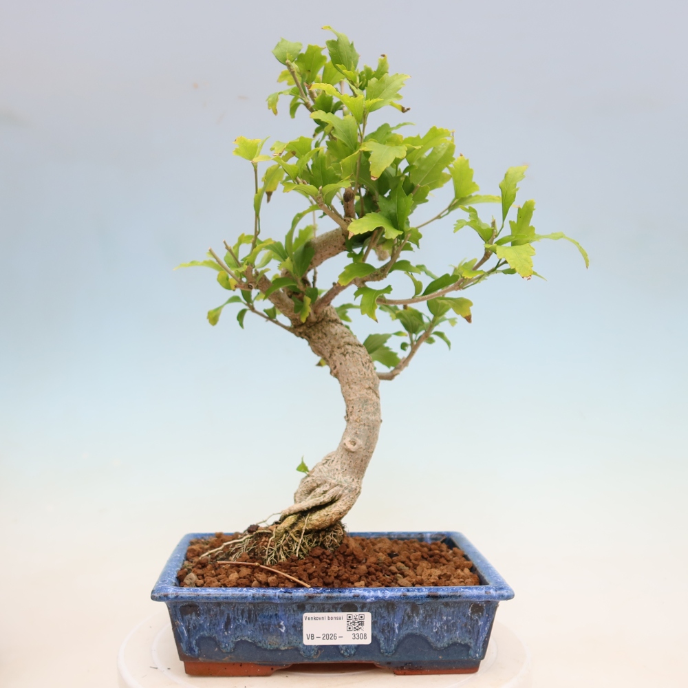 Vonkajšie bonsaje – Hibiscus syriacus – ibištek sýrsky