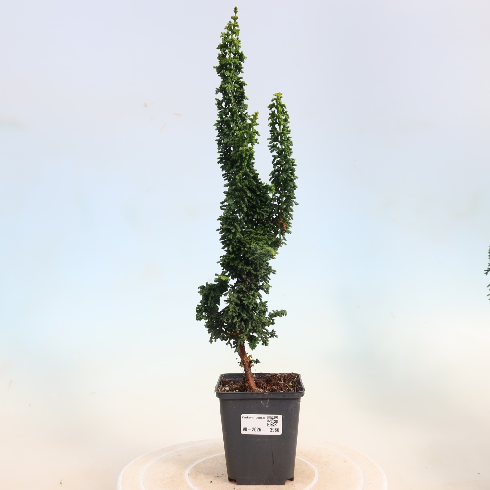 Vonkajší bonsaj - Cham. obtusa SEKKA HINOKI - Cypruštek