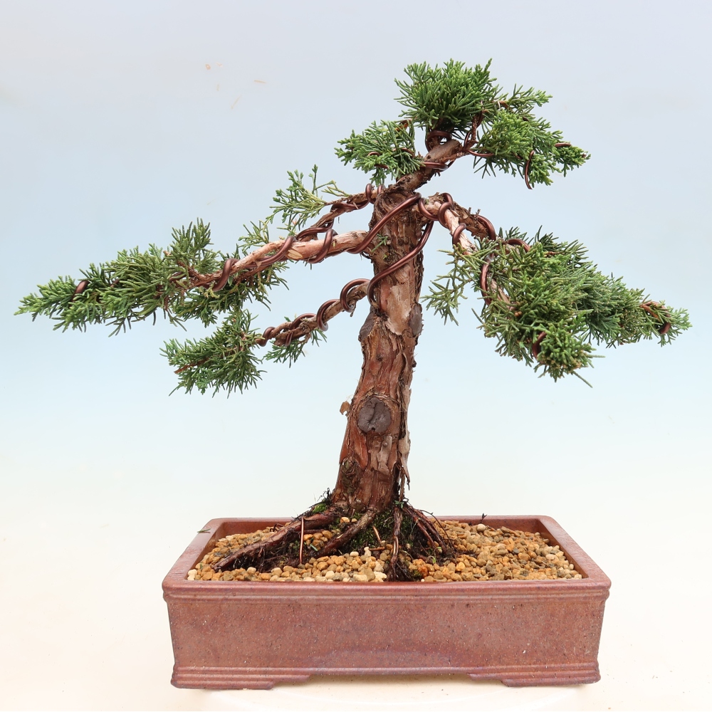 Vonkajší bonsaj - Juniperus chinensis Kishu