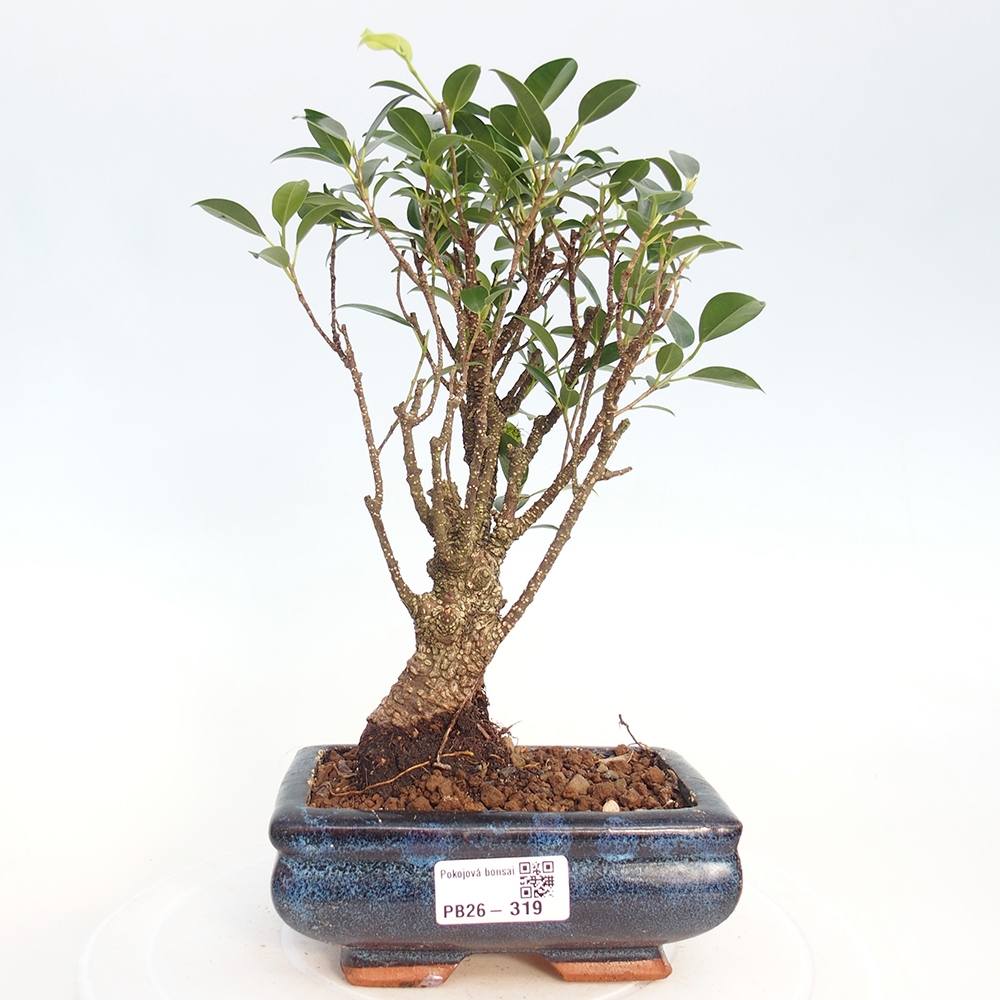 Izbová bonsai - Ficus retusa - malolistý fikus