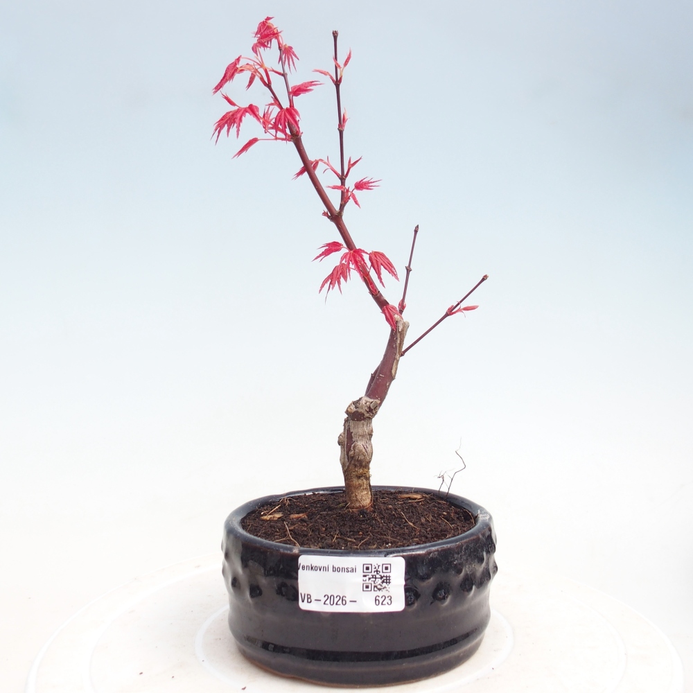Vonkajší bonsaj - Acer palmatum DESHOJO