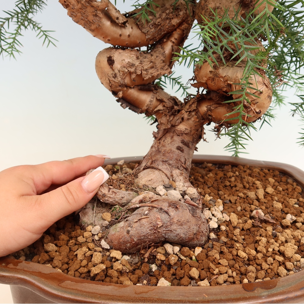 Izba bonsai – Araukária – izba smreček
