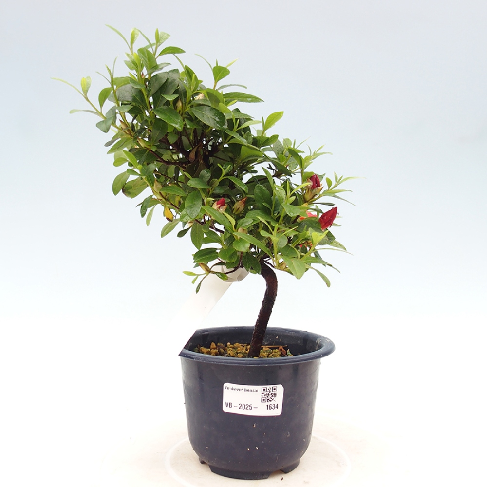 Vonkajší bonsai - Japonská azalka - Azalea Benibeni