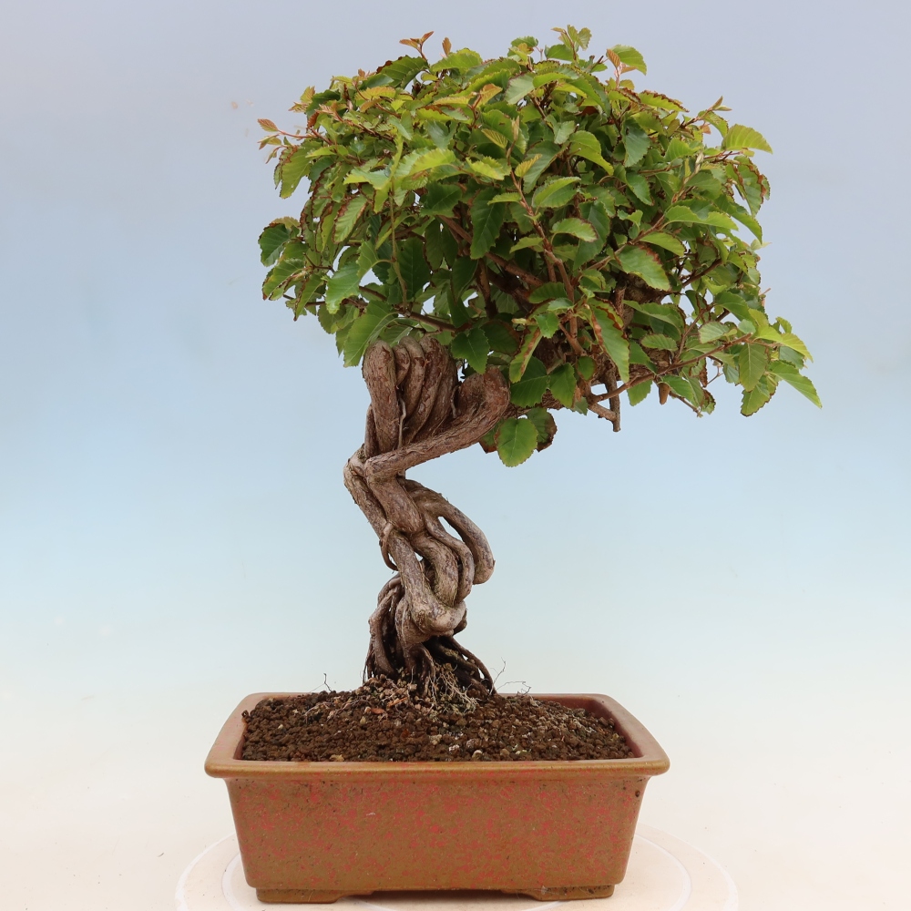 Vonkajší bonsaj -Carpinus coreana - Hrab kórejský