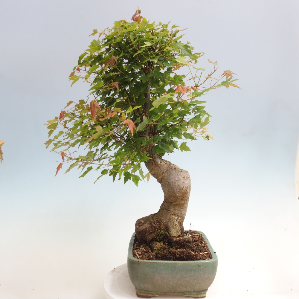 Vonkajšie bonsai - Javor Buergerianum - Javor Burgerův