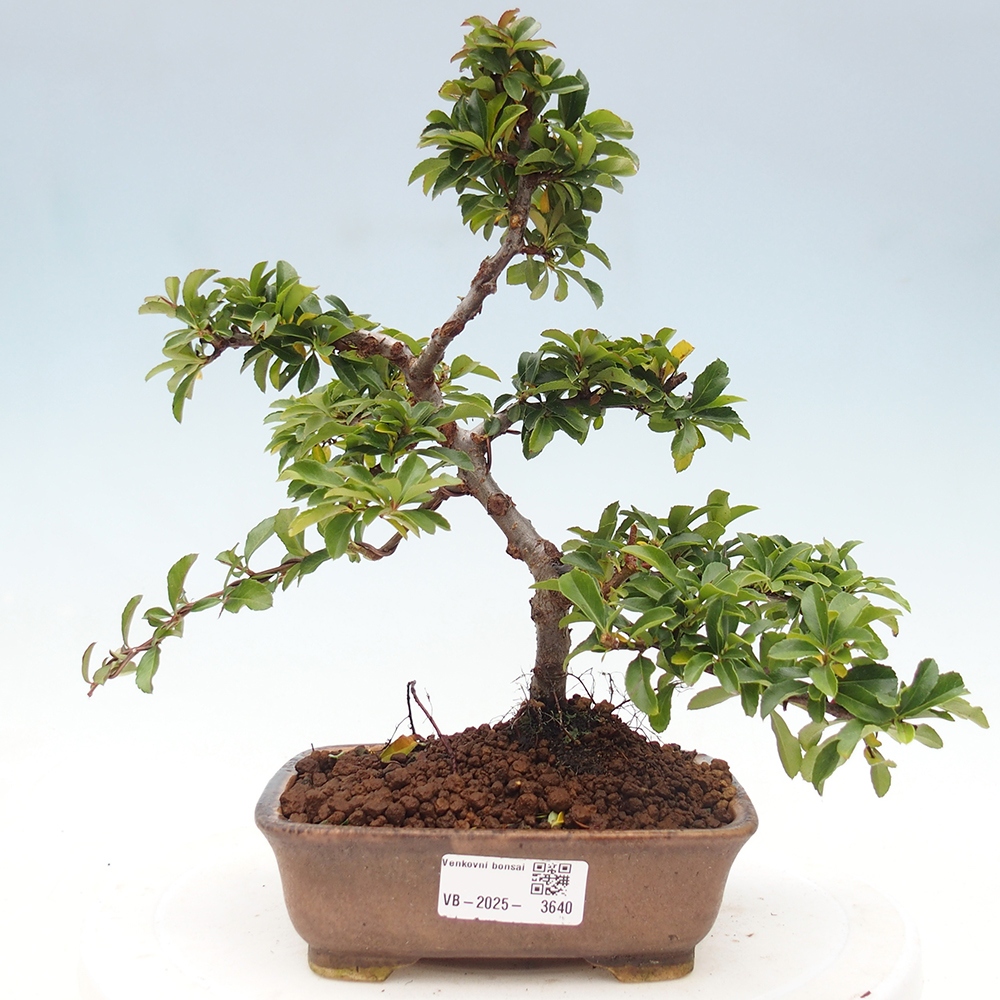 Vonkajšie bonsaje-Pyracantha Teton -Hlox