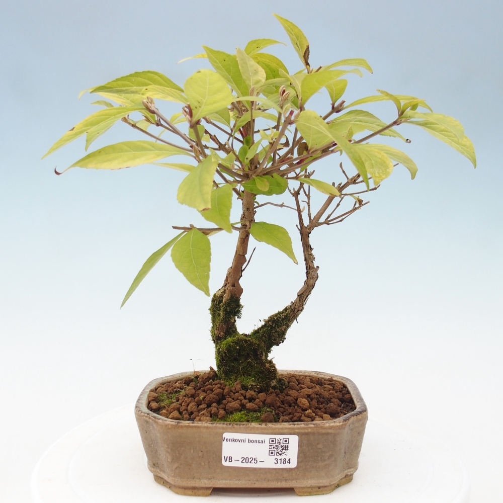 Vonkajšia bonsai - krásnoplodka - Callicarpa jap. Leucocarpa