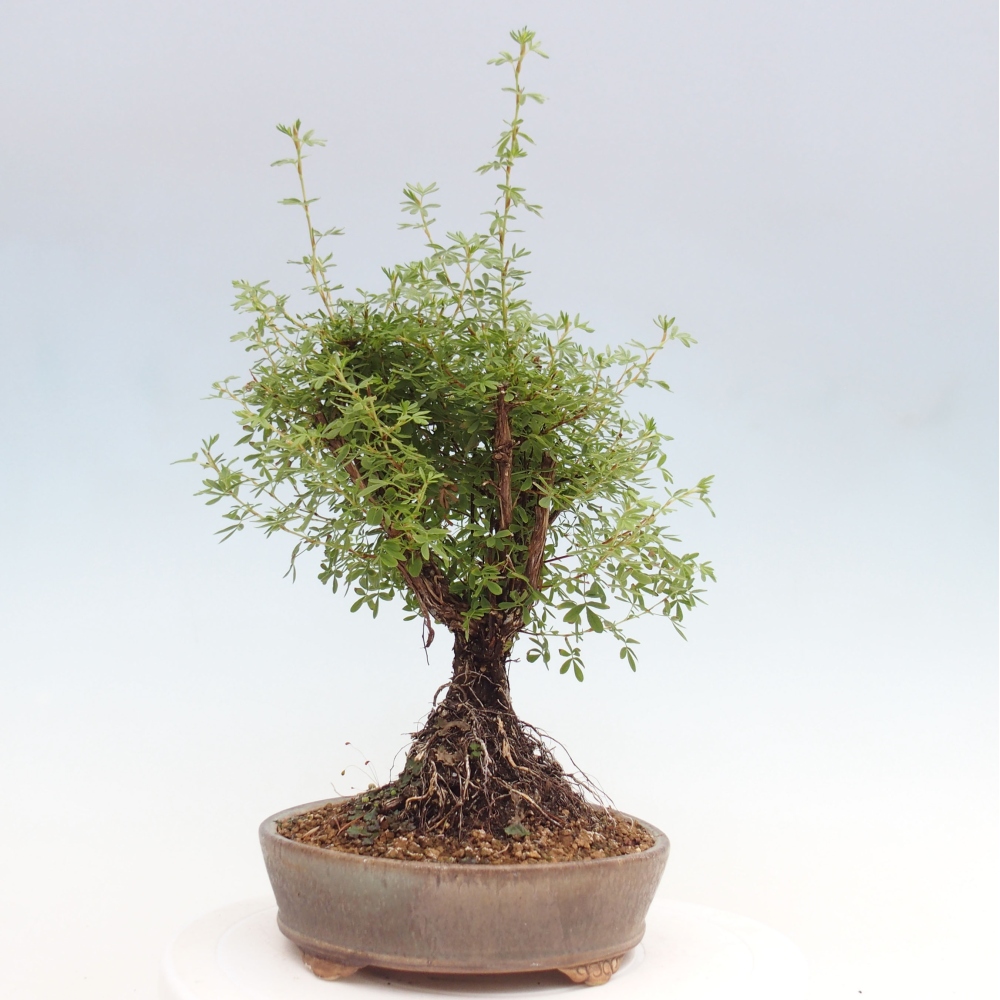 Vonkajšia bonsai-Nátržník krovitá - potentila fruticosa yellow Bird