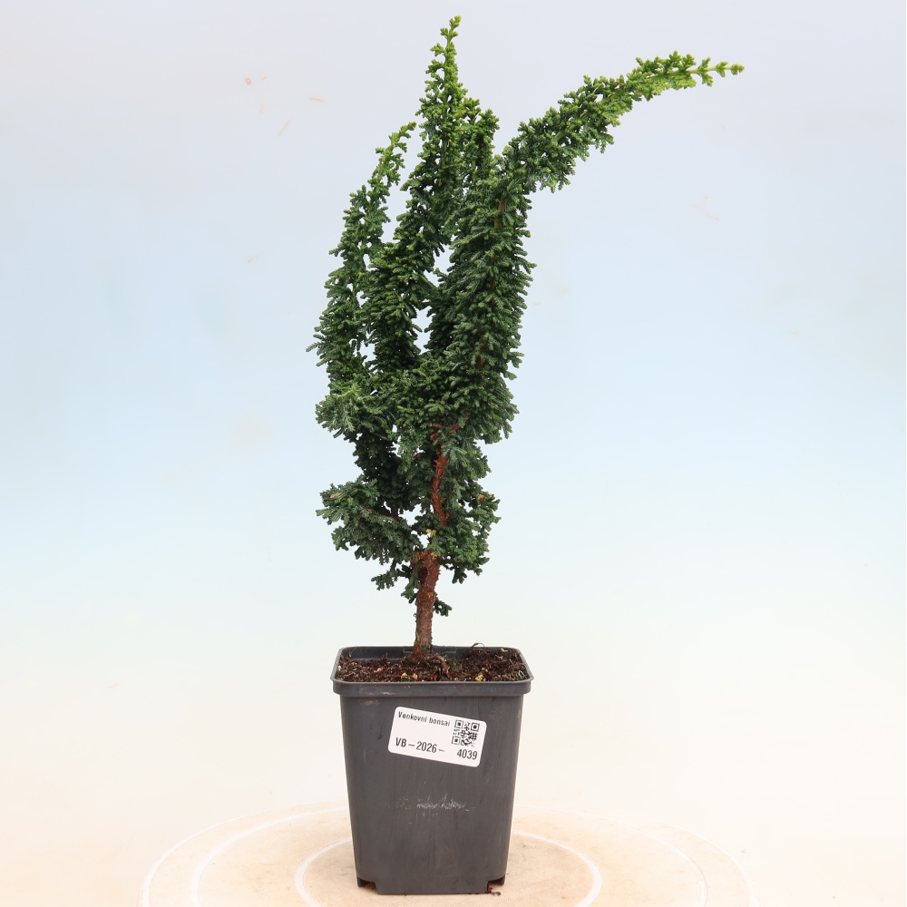 Vonkajší bonsaj - Cham. obtusa SEKKA HINOKI - Cypruštek