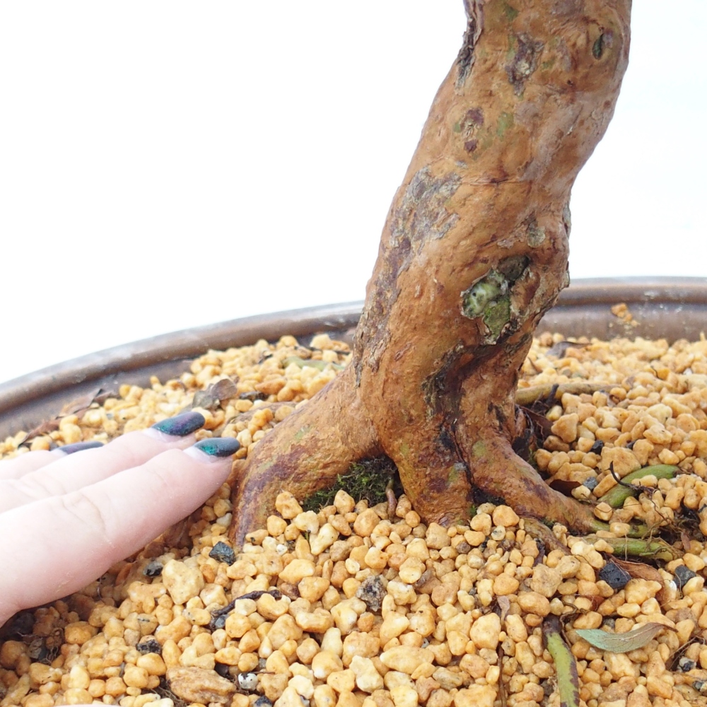 Vonkajšie bonsaje - Japonské azalky - Azalea Hanatsuzuri