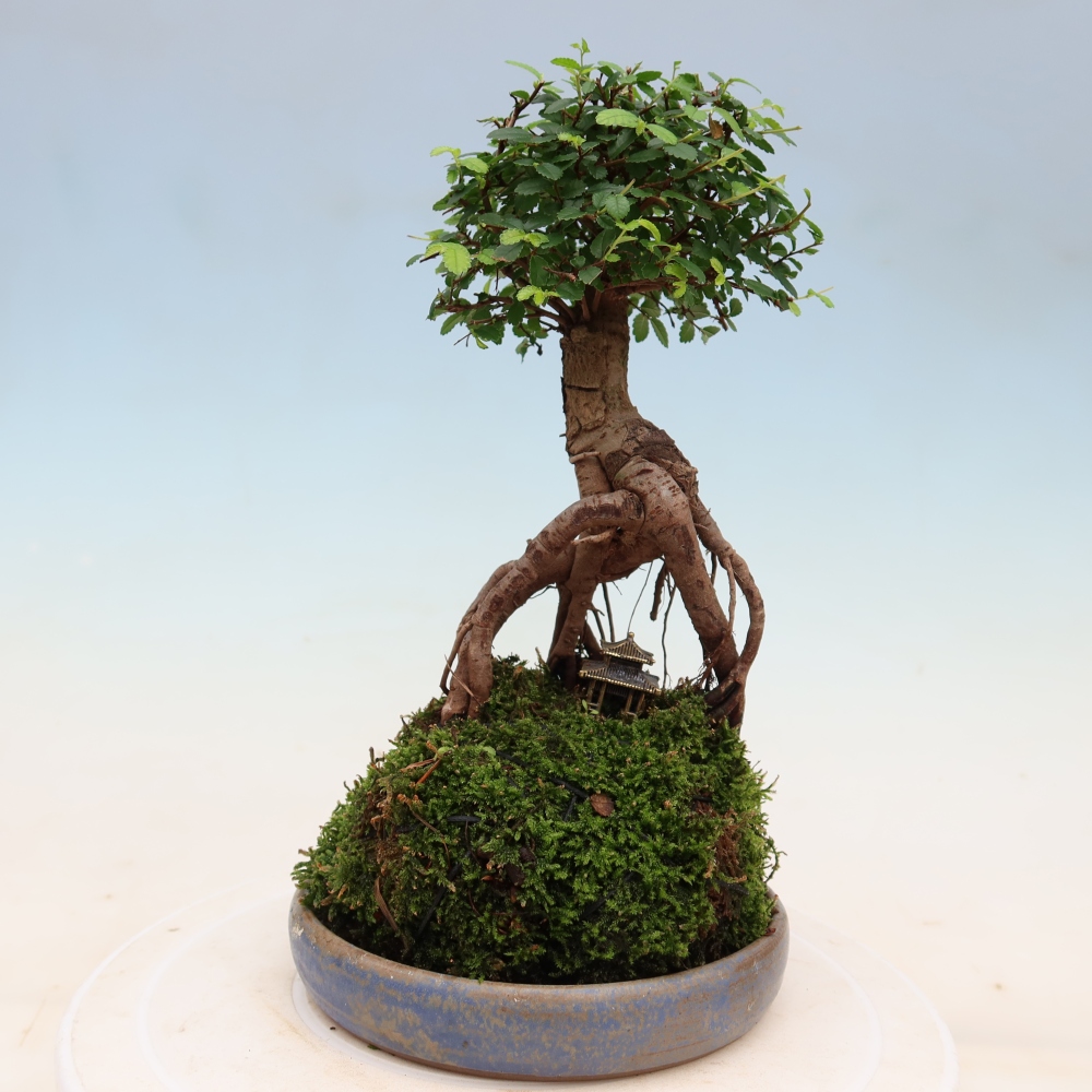Kokedama s miskou – Ulmus parvifolia – jaseň malolistý
