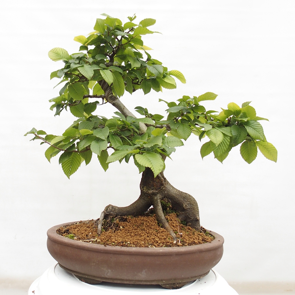 Vonkajší bonsai - Hrab obyčajný - Carpinus betulus