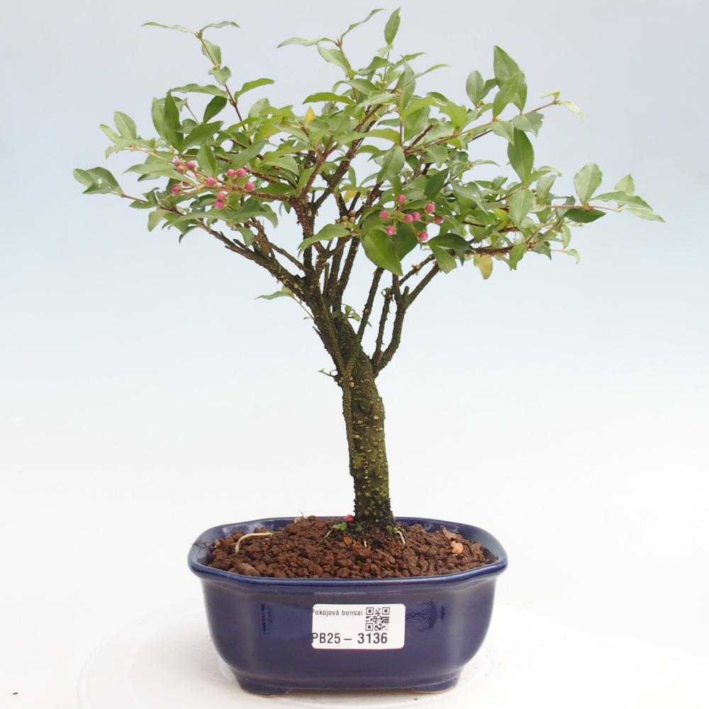 Izbová bonsai - Malpighia coccigera- Barbdorská čerešňa