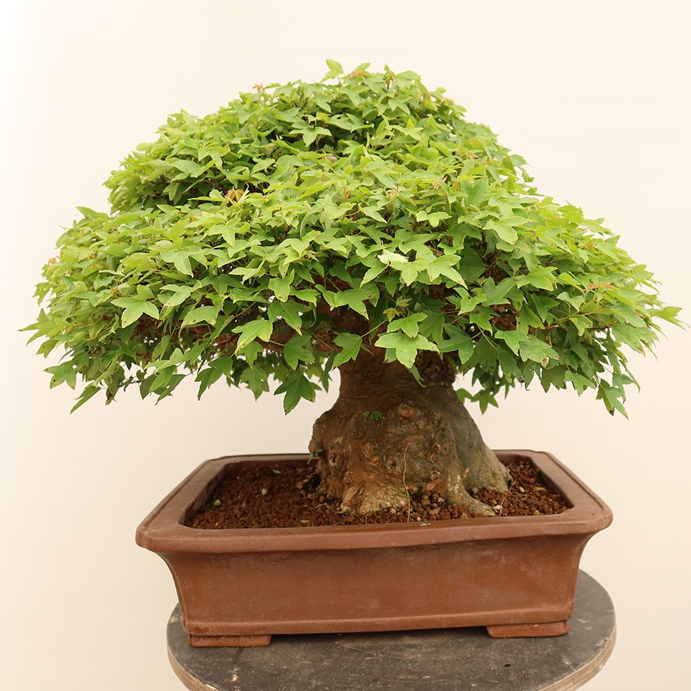 Vonkajšie bonsaje - Javor Burger - Acer Burgerianum