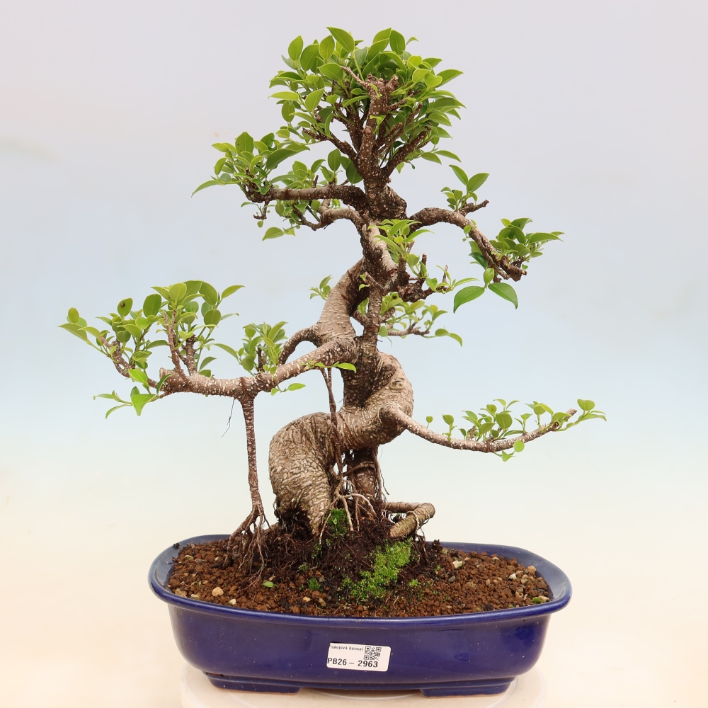 Izbové bonsaje - Ficus kimmen - drobnolistý fikus