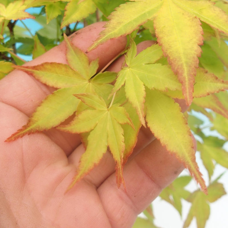 Acer palmatum Aureum - Javor dlanitolistý zlatý