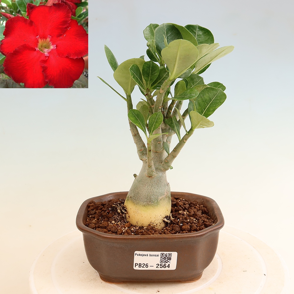 Izba bonsai – Adenium obesum Red Star – Púštna ruža