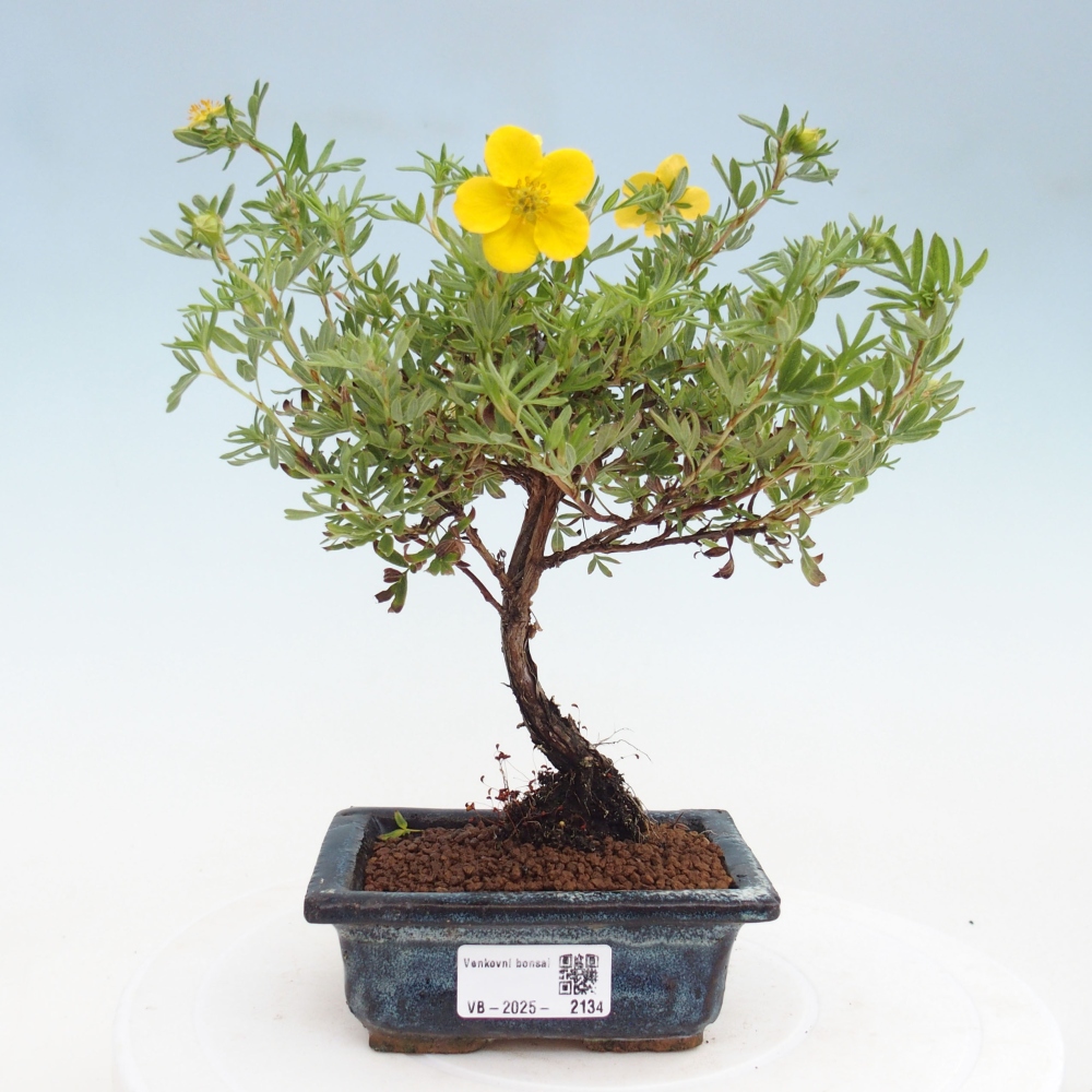 Vonkajšia bonsai-Nátržník krovitá - potentila fruticosa yellow Bird