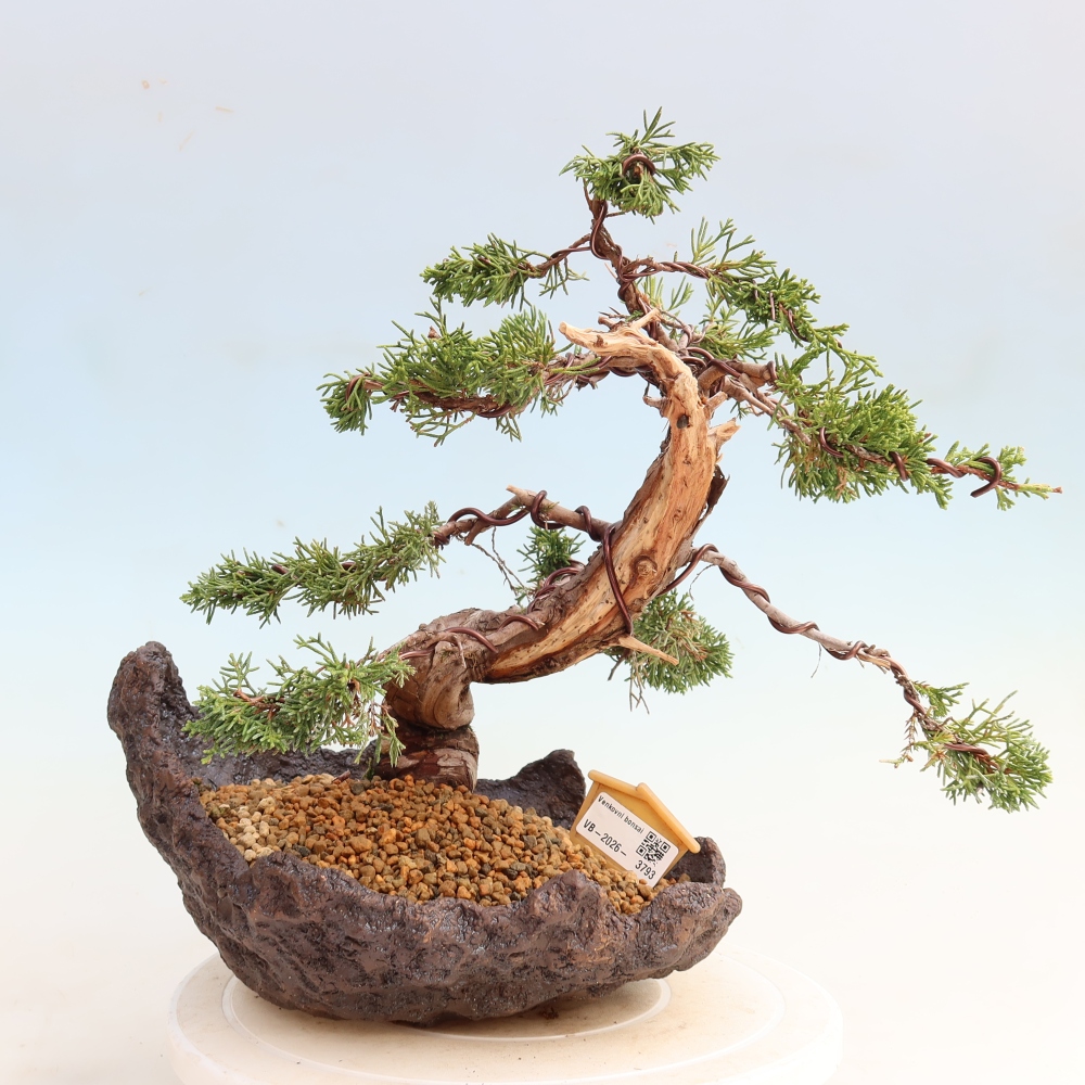 Vonkajší bonsai – Juniperus chinensis Itoigawa – čínsky jalovec