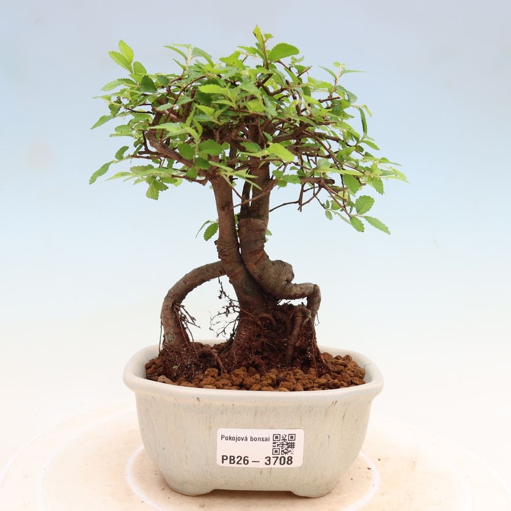 Izbový bonsaj - Ulmus parvifolia - brest malolistý