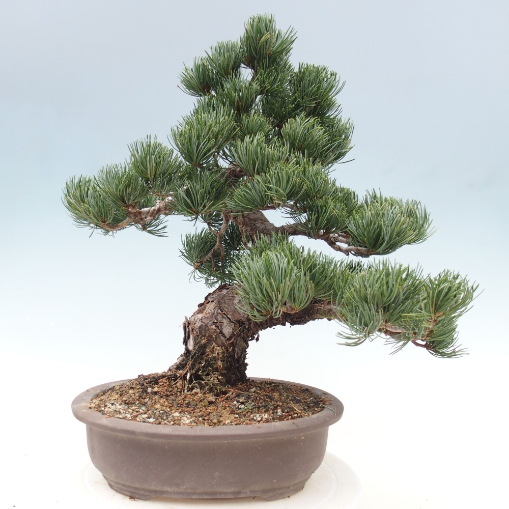 Vonkajšie bonsai - Pinus parviflora - Borovica drobnokvetá