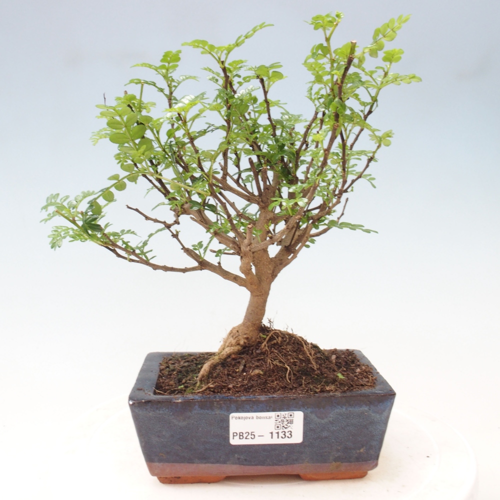 Izbová bonsai - Zantoxylum piperitum - piepor