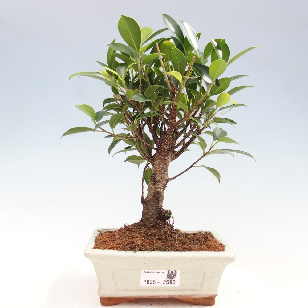 Izbová bonsai - Ficus retusa - malolistý fikus
