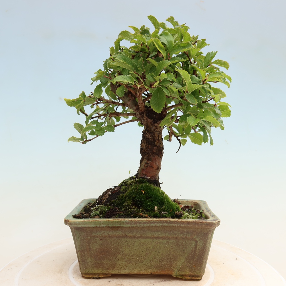 Vonkajšie bonsaje - Zelkova - Zelkova NIRE