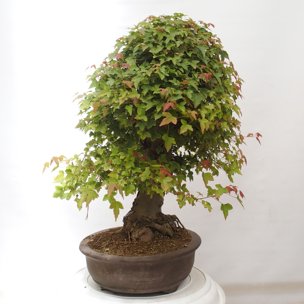Vonkajšie bonsai - Javor Buergerianum - Javor Burgerův