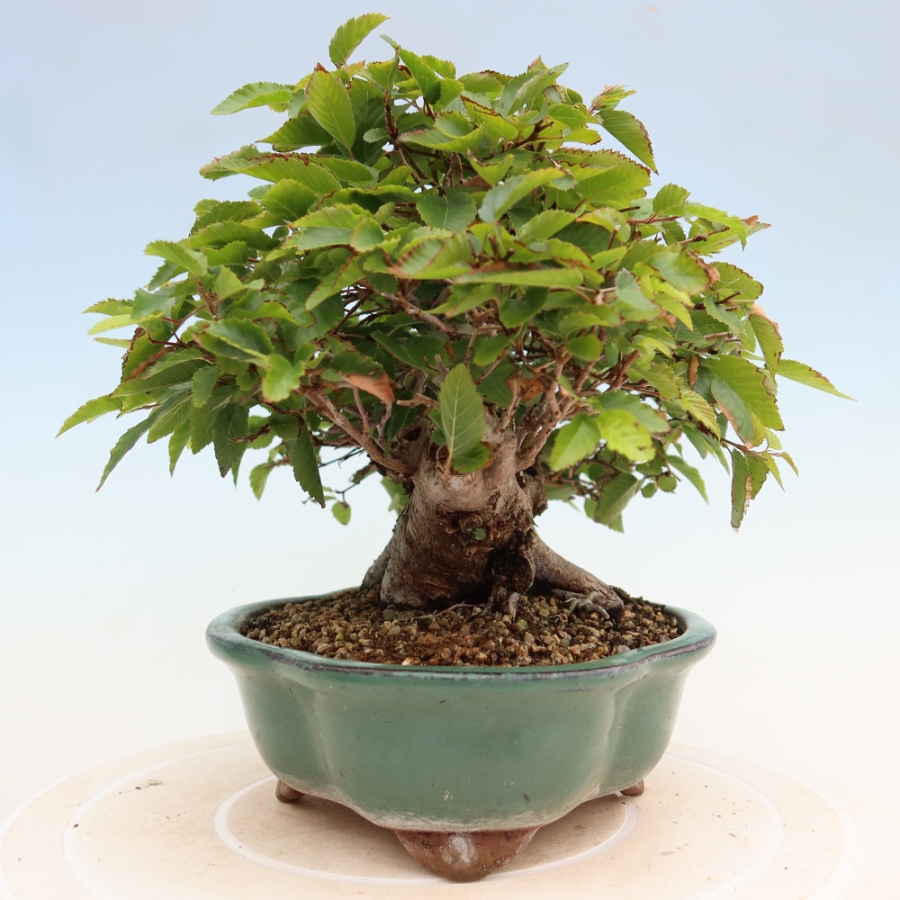 Vonkajší bonsaj -Carpinus coreana - Hrab kórejský