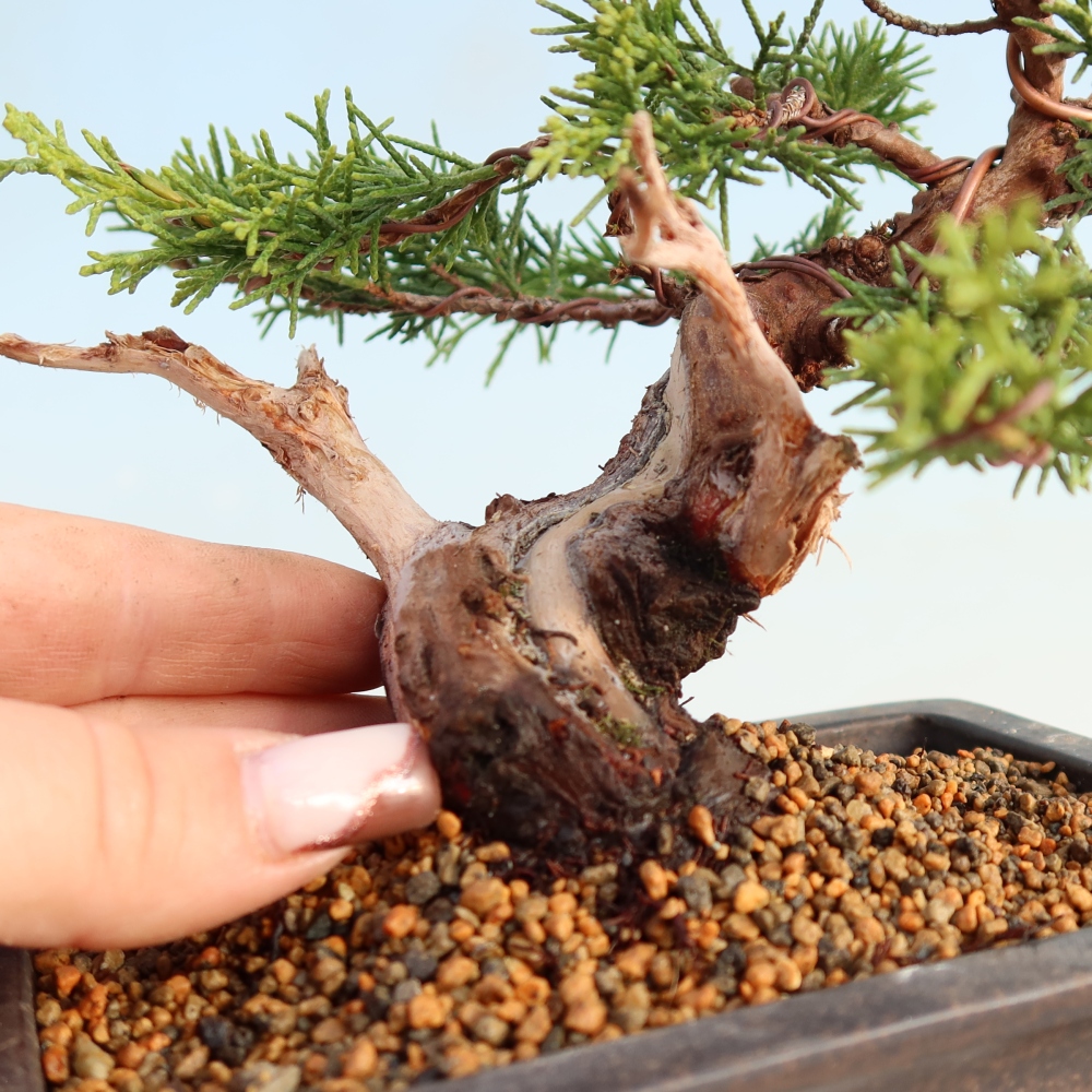 Vonkajší bonsai - Juniperus chinensis Itoigawa -Jalovec čínsky