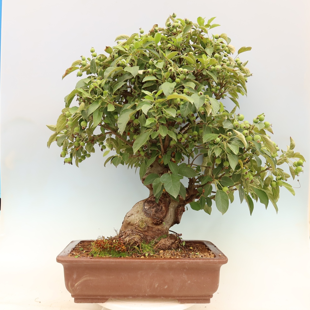 Vonkajší bonsai -Malus halliana - Maloplodá jabloň