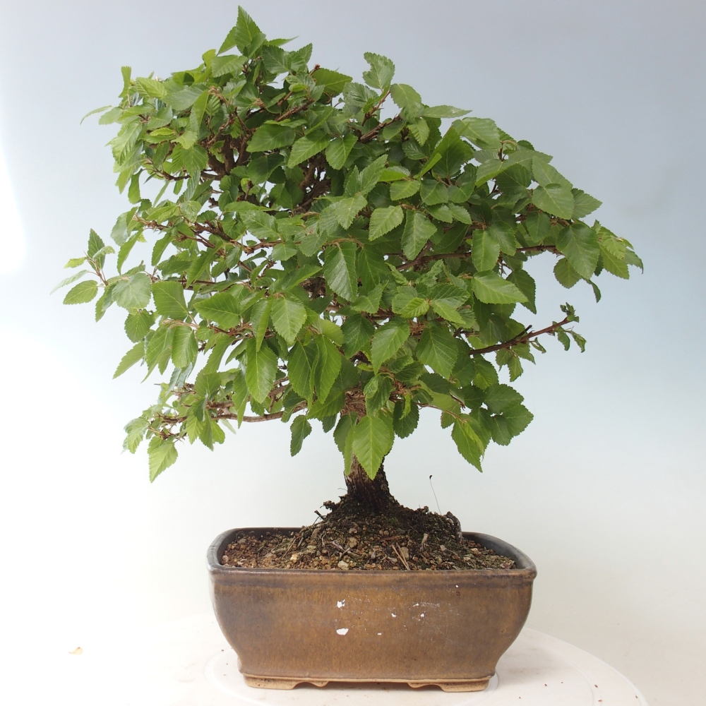 Vonkajšie bonsaje -Carpinus CARPINOIDES - Hrab kórejský