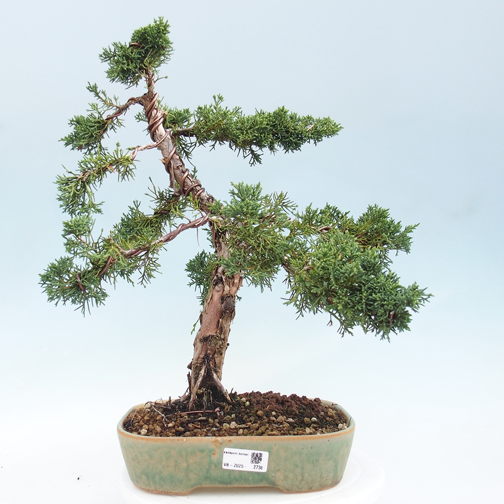 Vonkajšie bonsai - Juniperus chinensis Kishu -Jalovec čínsky