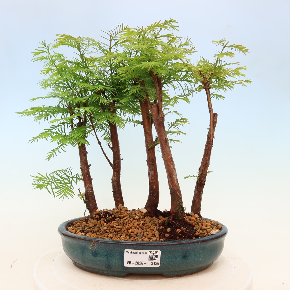Vonkajší bonsai – Metasequoia glyptostroboides – čínska metasekvoja – hájik