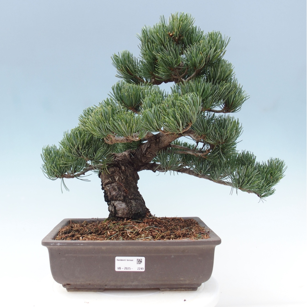 Vonkajšie bonsai - Pinus parviflora - Borovica drobnokvetá