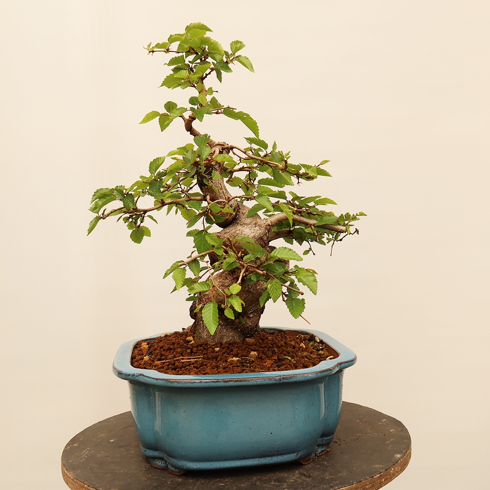 Vonkajší bonsai -Carpinus Coreana - Hrab kórejský