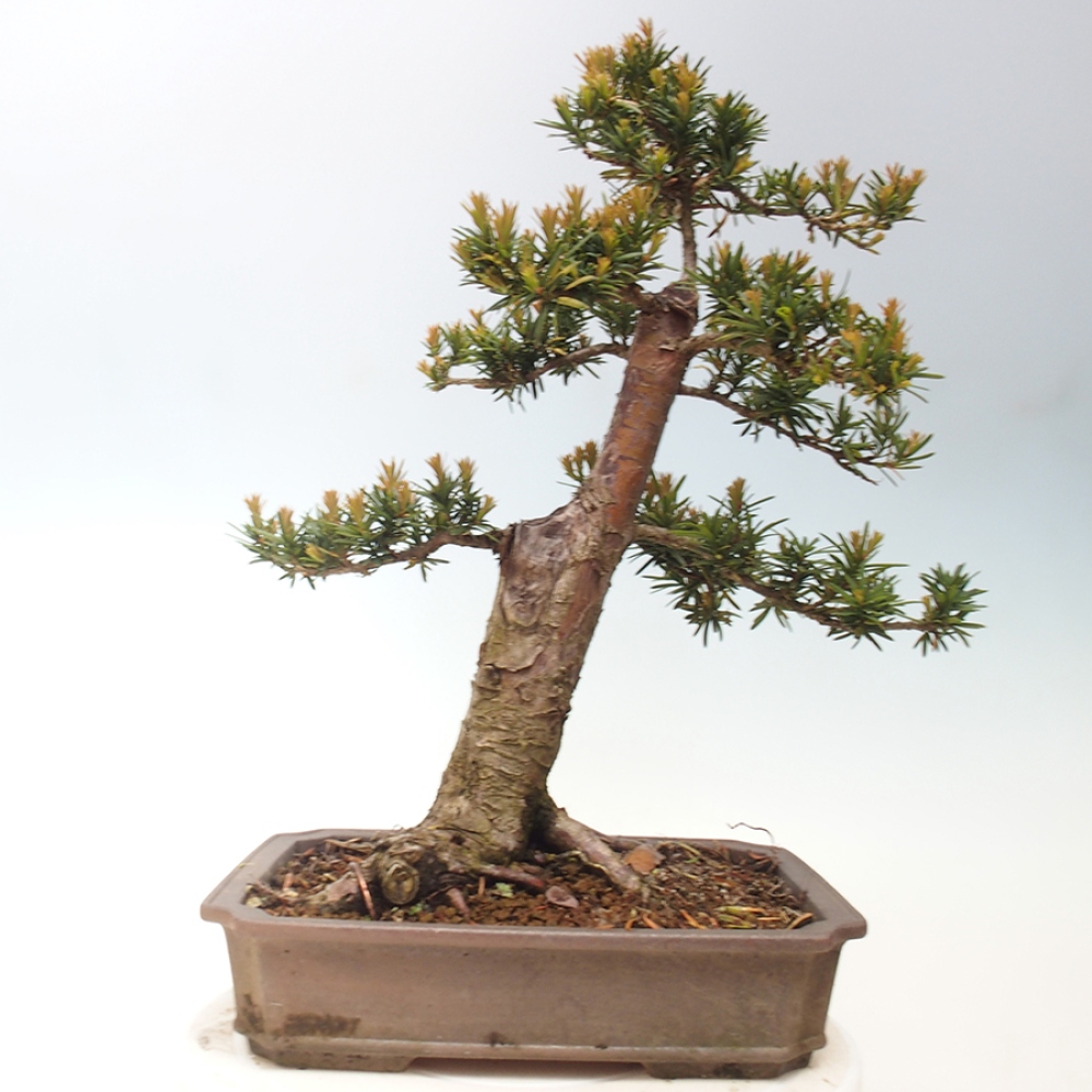 Vonkajší bonsai - Taxus cuspidata - Tis japonský