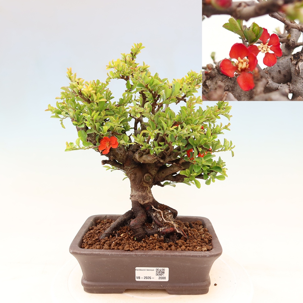 Vonkajší bonsaj - Chaneomeles speciosa Chojubai