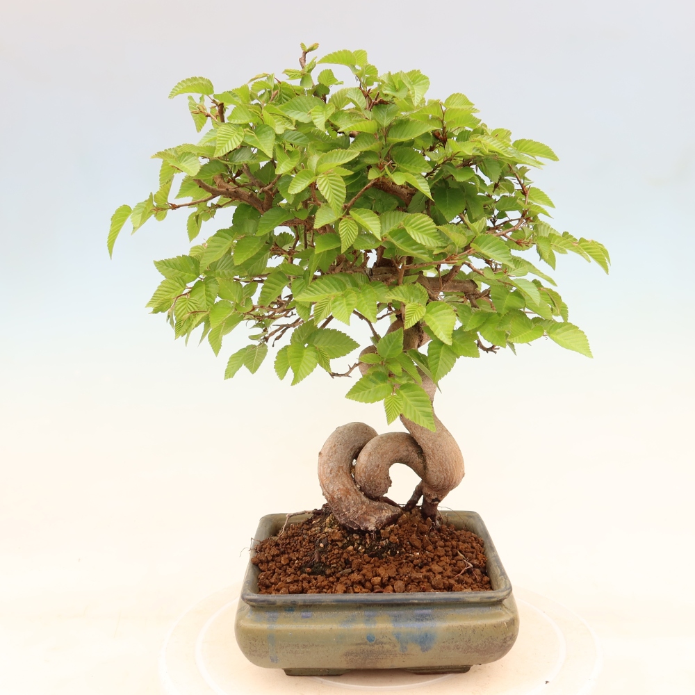 Vonkajší bonsaj -Carpinus coreana - Hrab kórejský