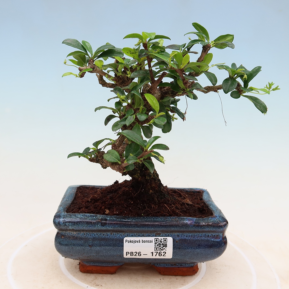 Izbové bonsaje - Carmona macrophylla - Tea fuki