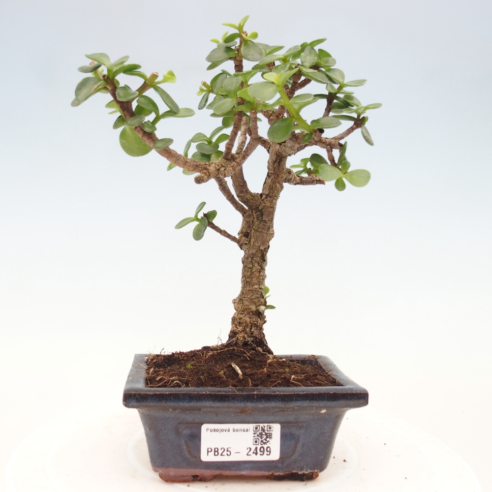 Izbová bonsai - Portulakaria Afra - Tlustice