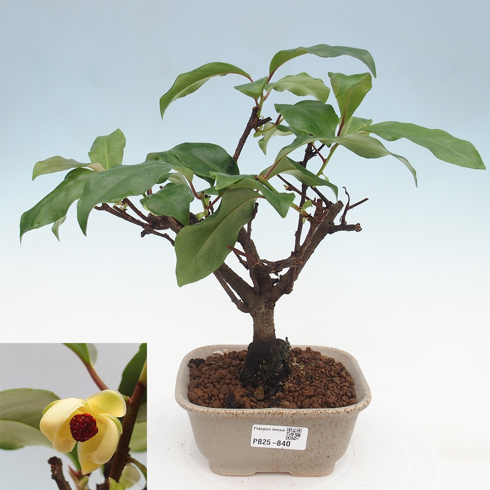 Izbová bonsai- Kadsura japonica 