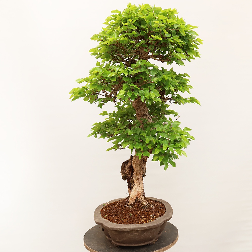 Vonkajší bonsai -Carpinus Coreana - Hrab kórejský