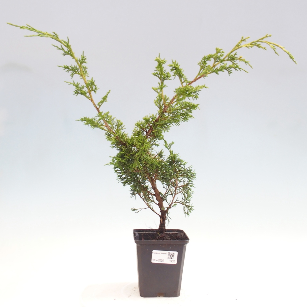 Vonkajší bonsaj - Juniperus chinensis Itoigawa