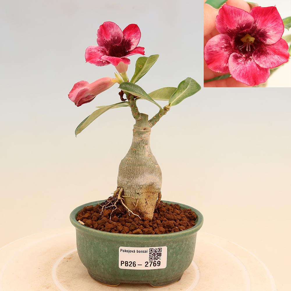 Izba bonsai – Adenium obesum, štepené Mumbai Pink Diamond – Púštna ruža